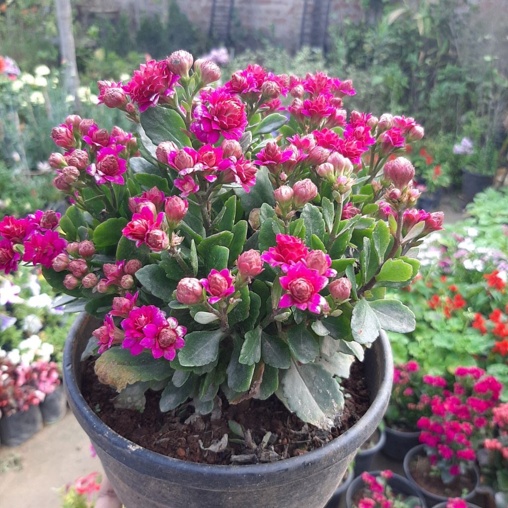 Buy Kalanchoe Plant (dark Pink) Online Hope Nursery