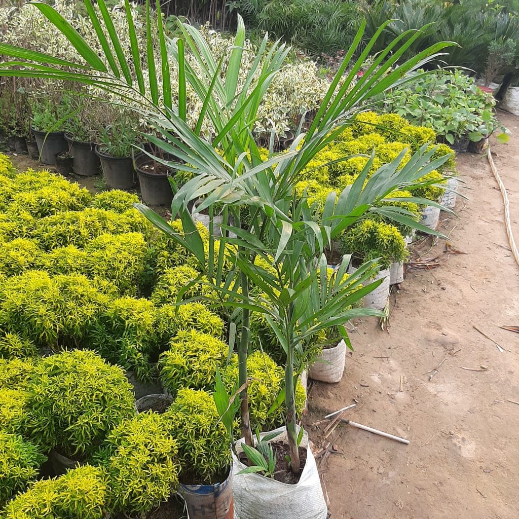 King Palm Plant Hope Nursery