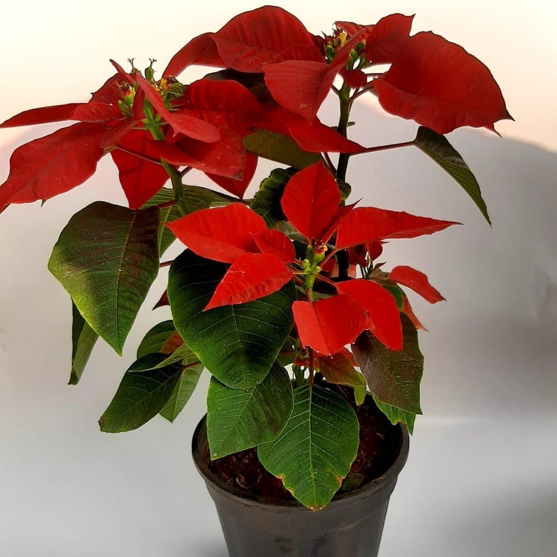 Red Poinsettia Plant Hope Nursery