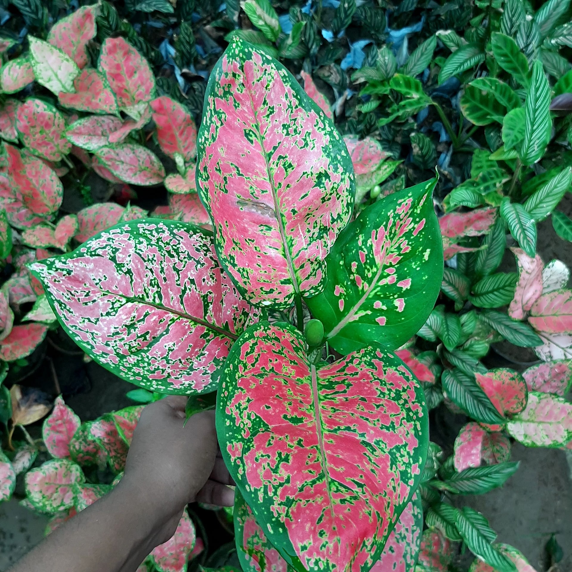  Aglaonema Valentine  Chinese Evergreen Hope Nursery