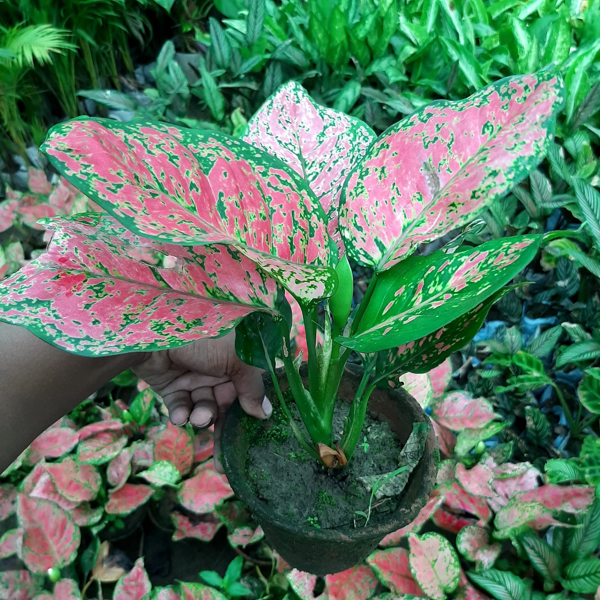  Aglaonema  Valentine  Chinese Evergreen Hope Nursery