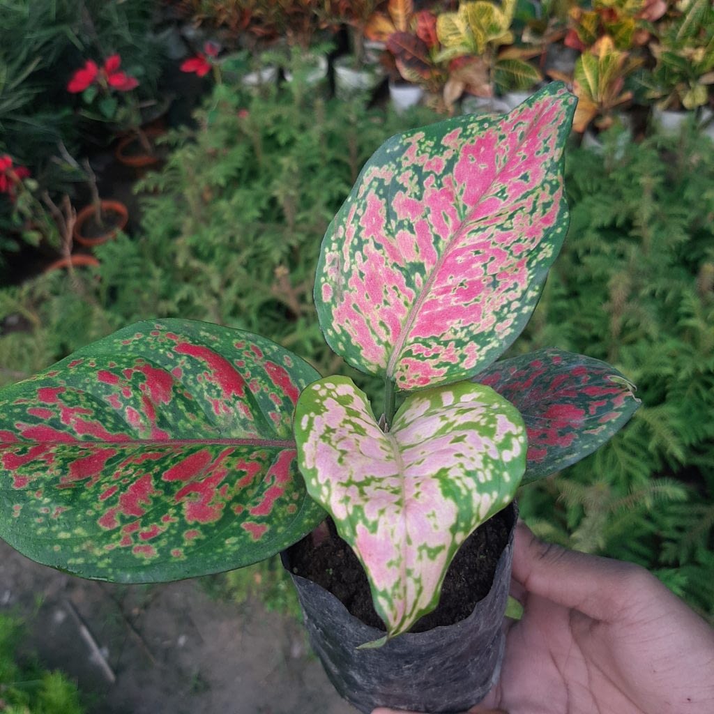  Aglaonema Valentine  Chinese Evergreen Hope Nursery