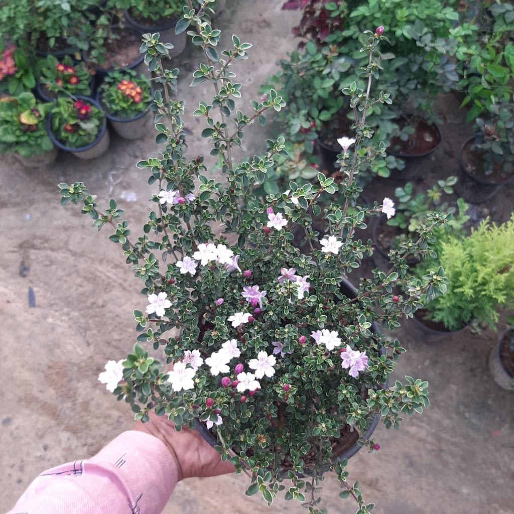 Buy Jasmine Plant Online Hope Nursery